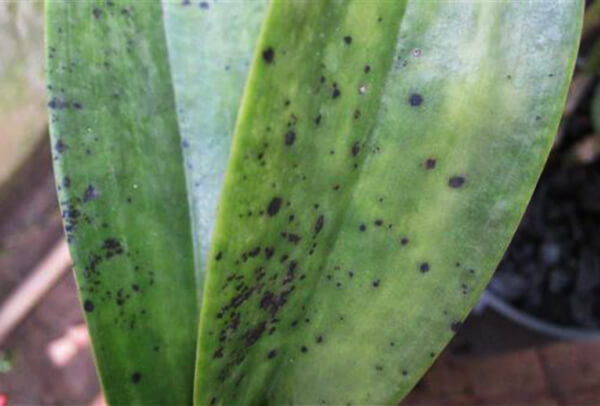 Dấu hiệu của bệnh rỉ sắt đó là các đốm đen nhỏ, mặt dưới lá có đốm, viền màu vàng nhỏ xung quanh vết bệnh