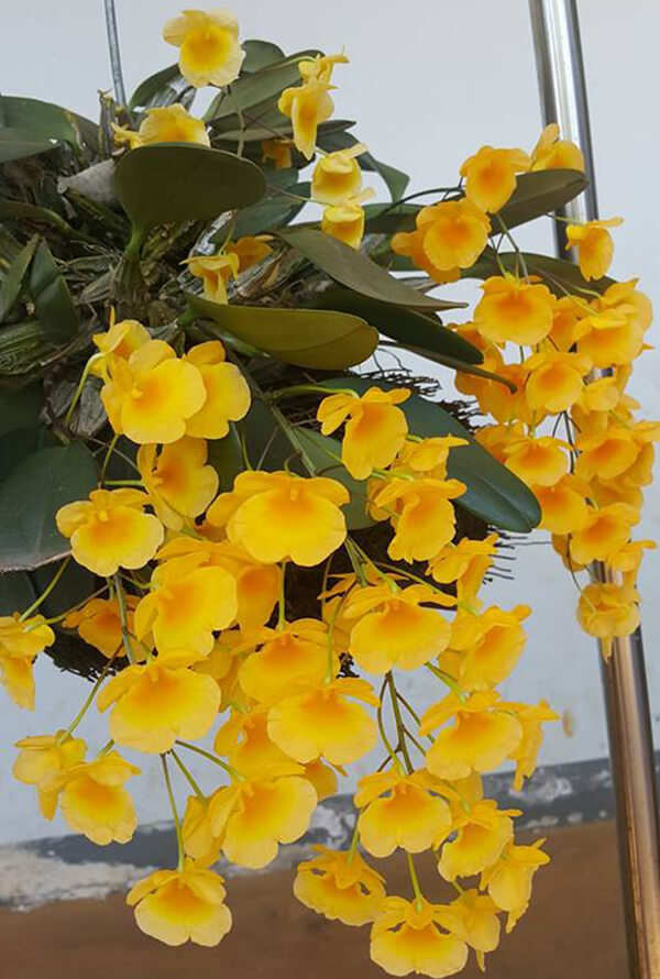Lan vảy rồng thường cho hoa vào cuối xuân, đầu hè ( tháng 4 - tháng 6)