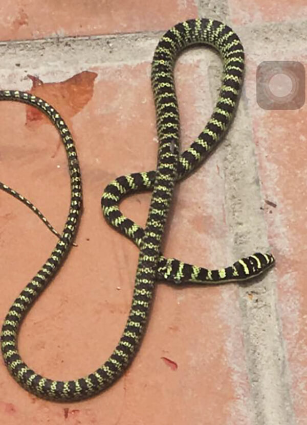 Một loại rắn độc được phát hiện trong vườn lan