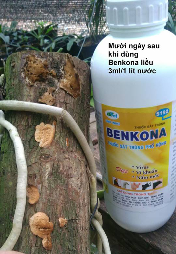 Sử dụng Benkona tiêu diệt nấm giá thể cây lan