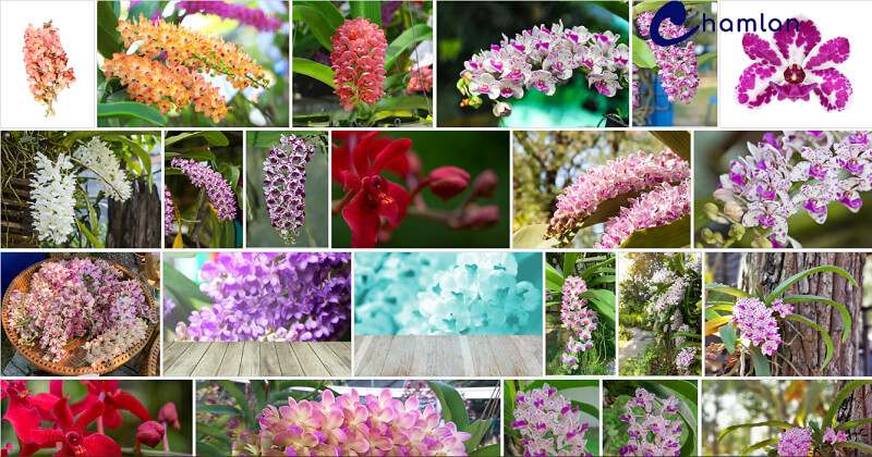Hoa lan đai châu có nhiều mặt hoa cực kì rực rỡ