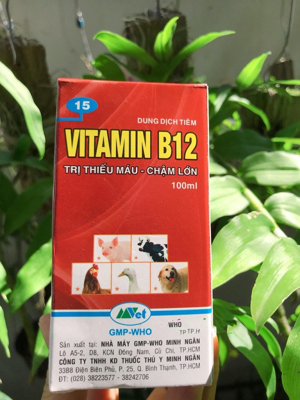 Sử dụng Vitamin B12 cho lan khi nào?