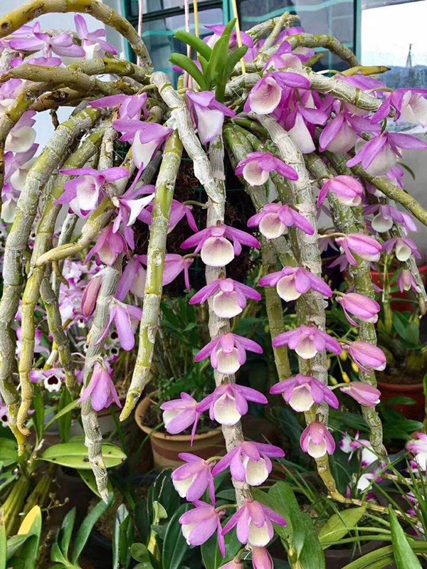 Hoàng thảo vôi tím là một trong các loại lan thân thòng đáng để trồng trong vườn nhà