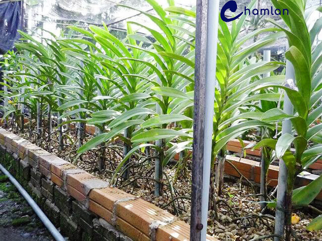 Vỏ lạc trồng lan mokara phổ biến và hiệu quả