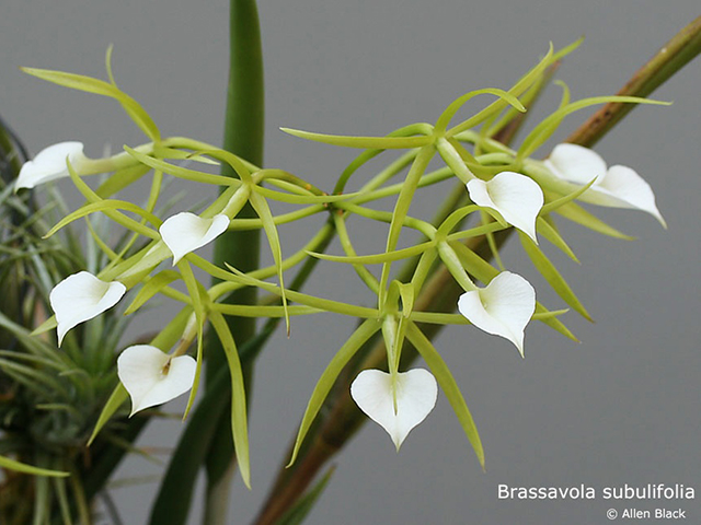 Brassavola subulifolia