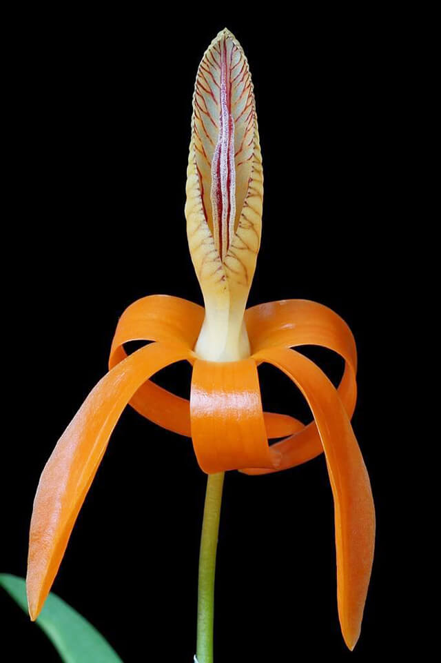 Cấu tạo của một bông hoa đơn cam với những cánh hoa cong vút