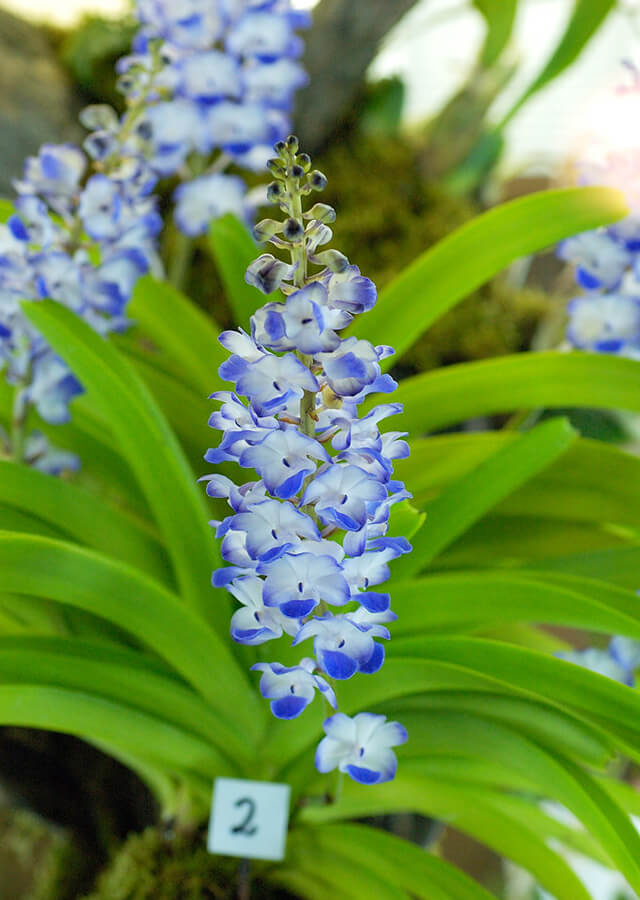 Lan hải yến có thể cho hoa màu trắng xanh