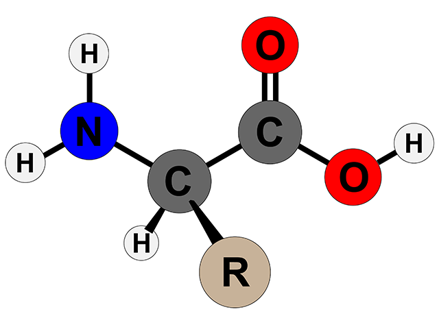 Cấu tạo của amino acid, trong đó 2 nhóm NH2 và COOH là không thể thiếu, nhóm thế có thể thay đổi