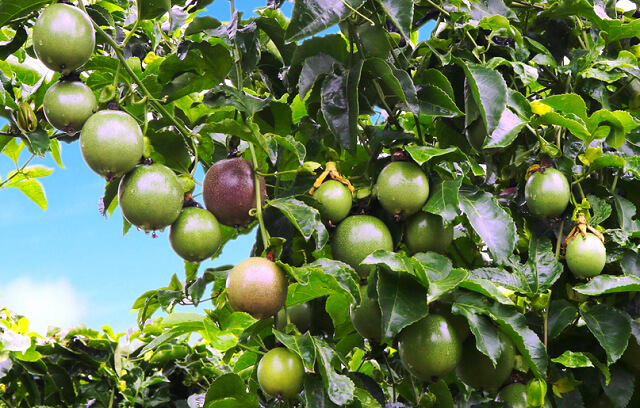 Amino acid giúp cây tăng khả năng đậu quả