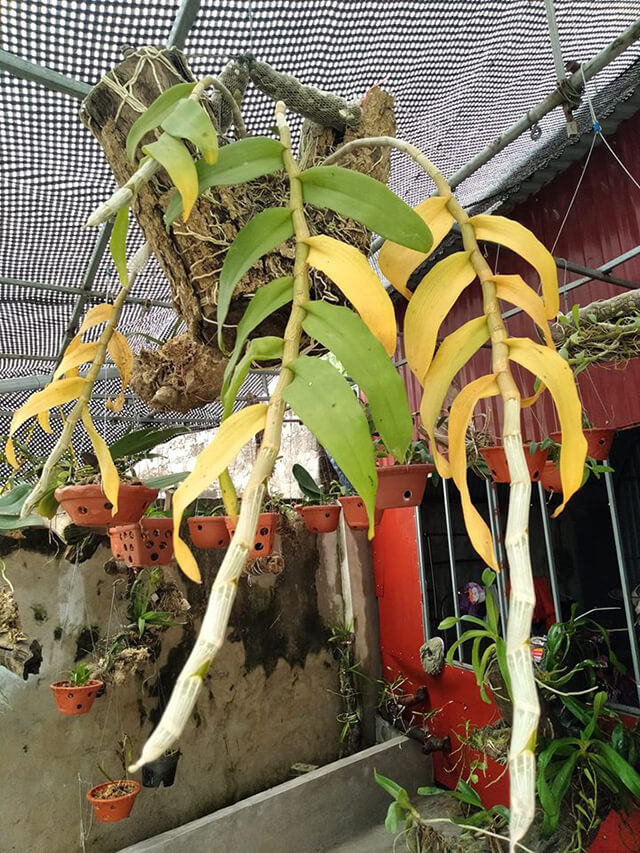 Cây lan vàng lá do tự nhiên, phổ biến ở dòng hoàng thảo