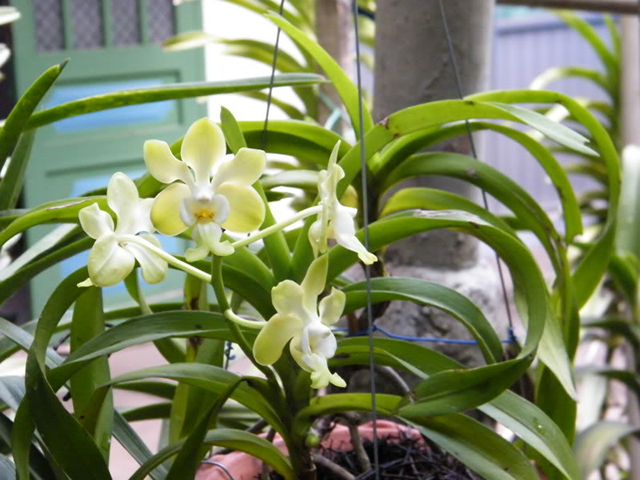 Vanda mỹ dung dạ hương