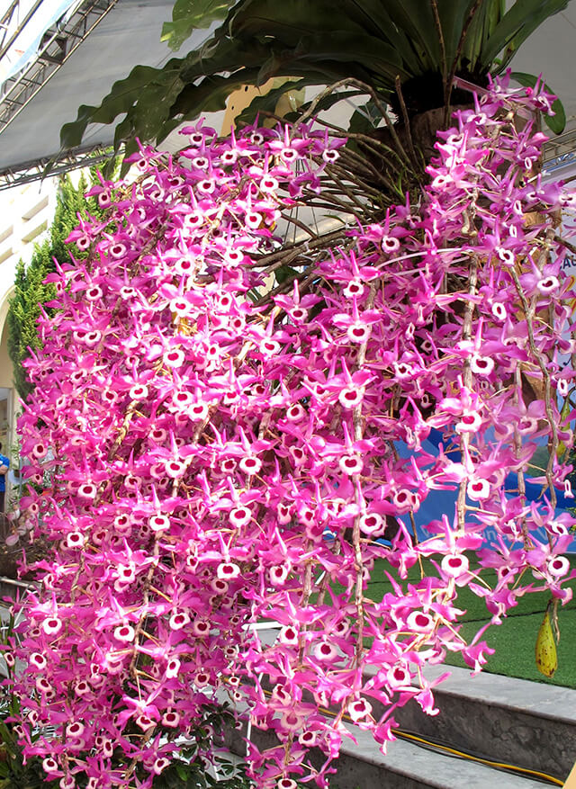 Hoàng thảo kèn ưa nhiệt độ mát mới phát triển tốt và cho hoa đẹp