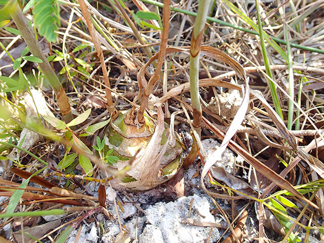 Một cây lan luân mọc hoang được tìm thấy