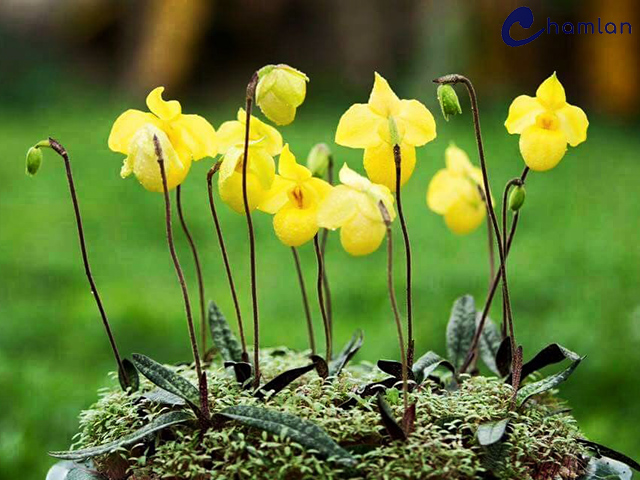 Loài lan hài có hoa màu vàng hiếm hoi
