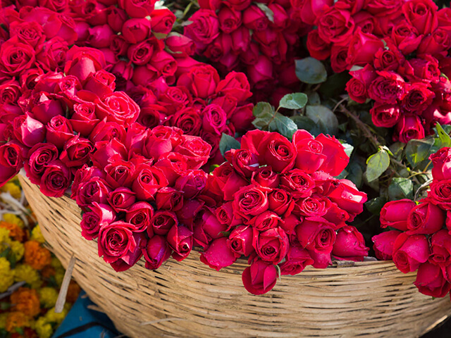 Hoa hồng được rất nhiều người trên thế giới ưa chuộng và trồng trong vườn nhà