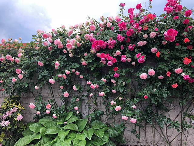 Hoa hồng leo thường được trồng ở bờ rào