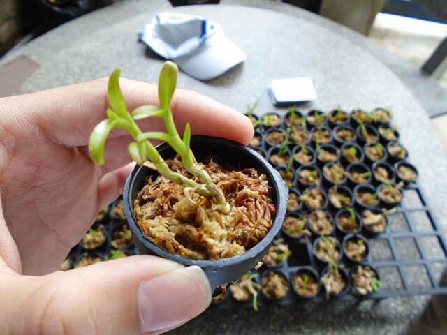 Tiến hành trồng lan cấy mô vào chậu nhỏ, lưu ý cần để hở gốc cây