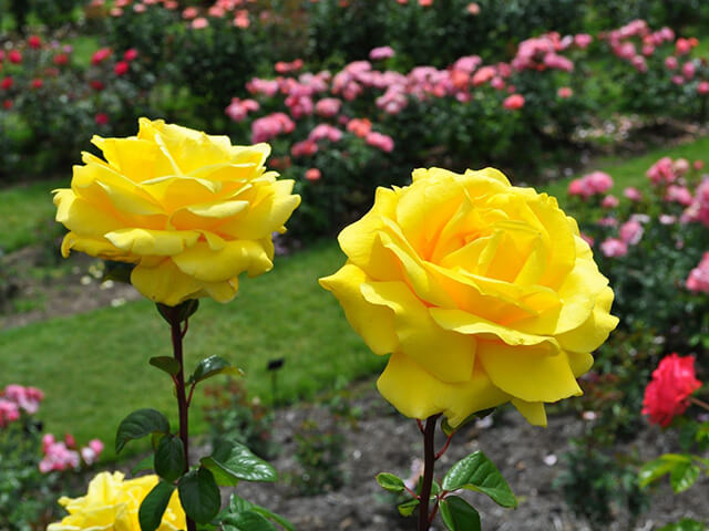 Cây hoa hồng mang nhiều ý nghĩa khác nhau tuỳ vào màu sắc của bông