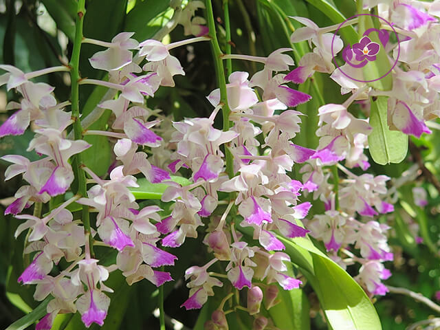 Cây tam bảo sắc hoa trắng tím phổ biến nhất ở các tỉnh phía Bắc Việt Nam