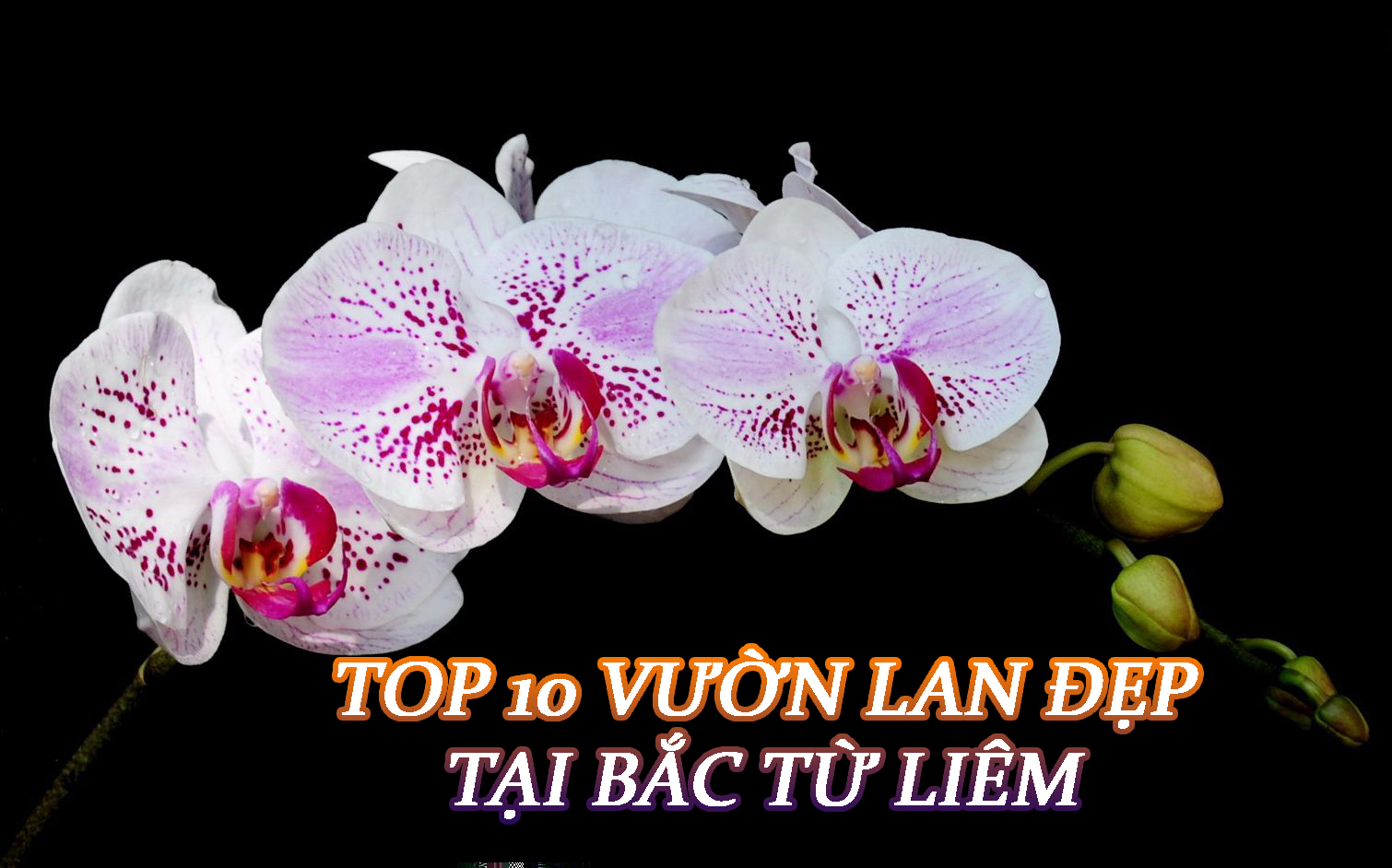 Top 10 vườn lan đẹp tại Bắc Từ Liêm – Hà Nội