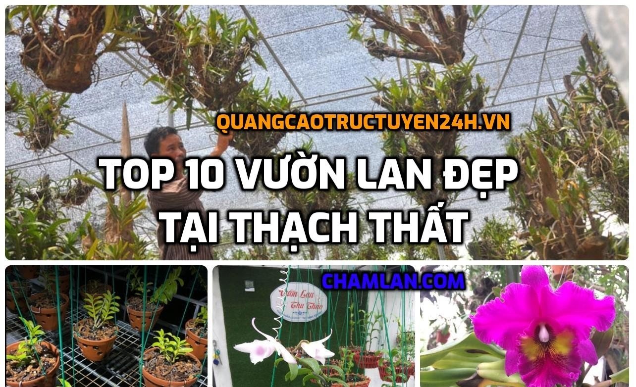 Top 10 vườn lan đẹp tại Thạch Thất