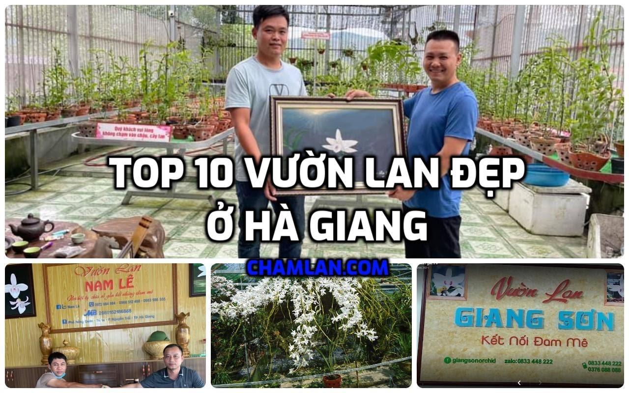 Top 10 vườn lan đẹp ở Hà Giang