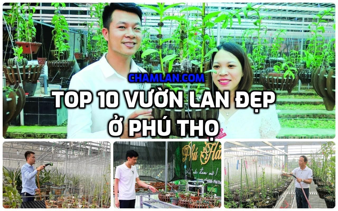 Top 10 vườn lan đẹp Phú Thọ
