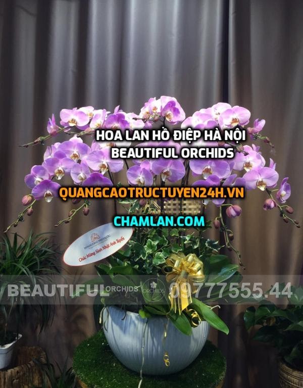 Hoa Lan Hồ Điệp Hà Nội - Beautiful Orchids