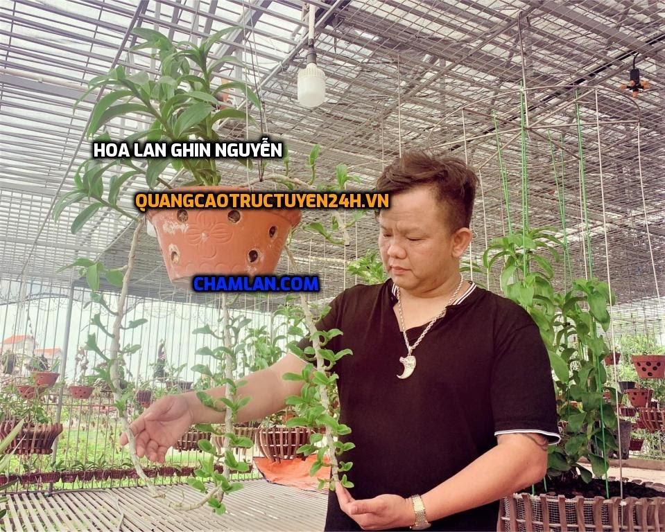 Top 10 vườn lan đẹp tại Phú Xuyên