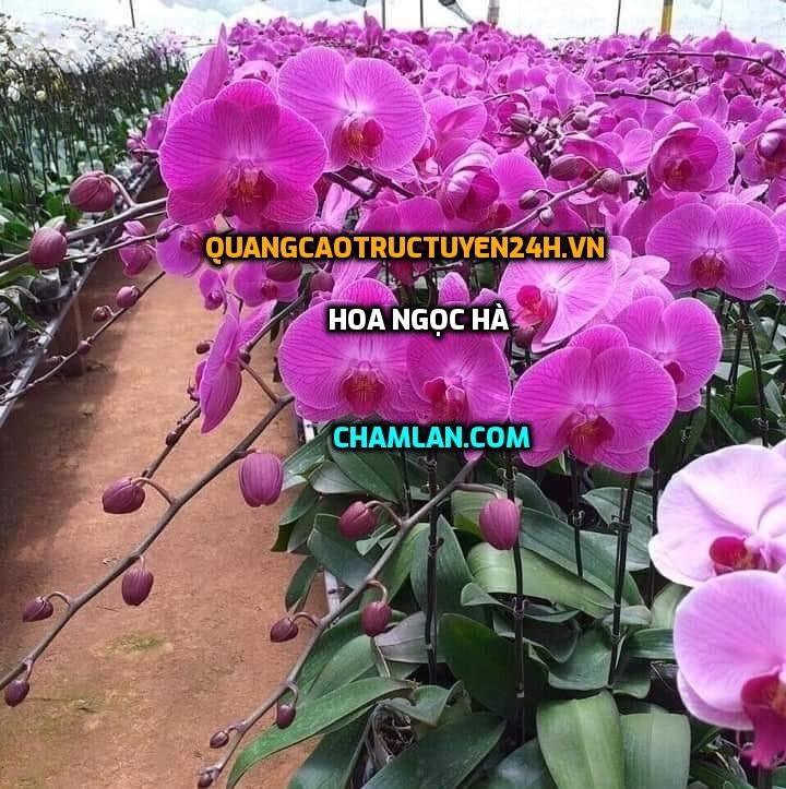 Top 10 Vườn lan đẹp tại Thanh Trì, Hà Nội