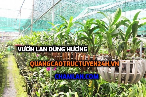 Top 10 vườn lan đẹp tại Thanh Oai, Hà Nội