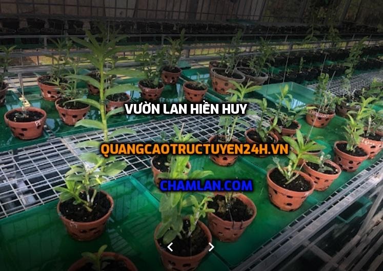 Top 10 vườn lan đẹp tại Sơn Tây