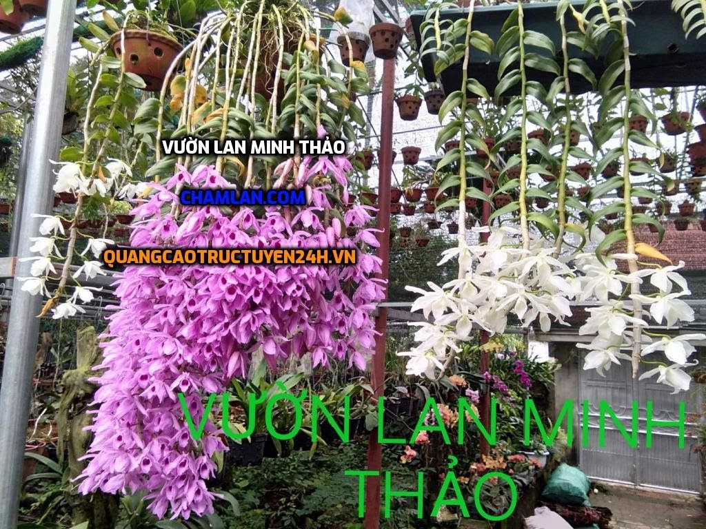 Vườn Lan Minh Thảo - TOP 10 VƯỜN LAN ĐẸP TẠI PHÚC THỌ
