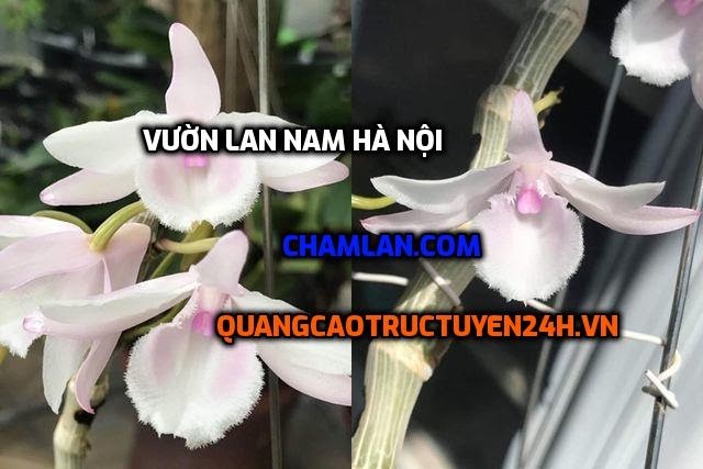Top 10 vườn lan đẹp tại Ứng Hòa