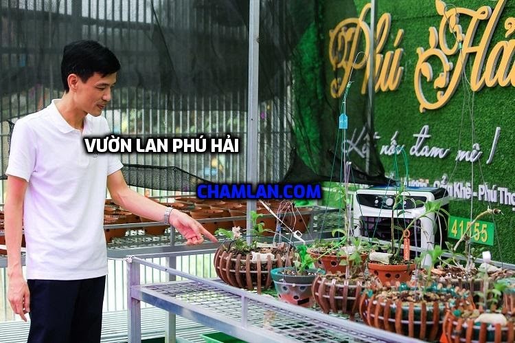 Top 10 vườn lan đẹp Phú Thọ