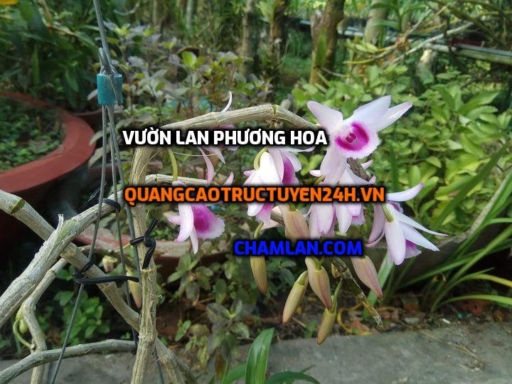 Top 10 vườn lan đẹp tại Thanh Oai