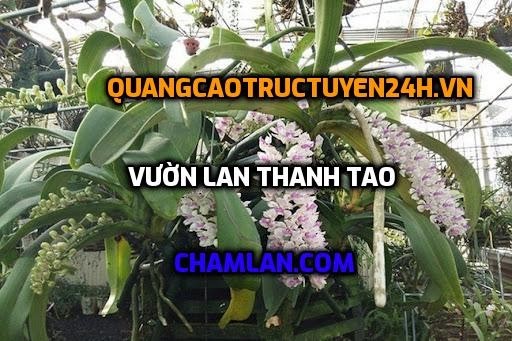 Vườn lan Thanh Tao