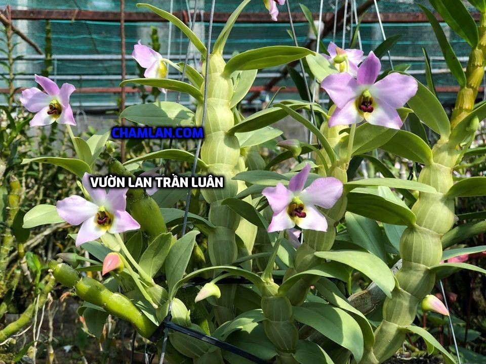 Top 10 vườn lan đẹp ở Hà Giang