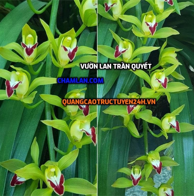 Top 10 vườn lan đẹp tại Thanh Oai, Hà Nội