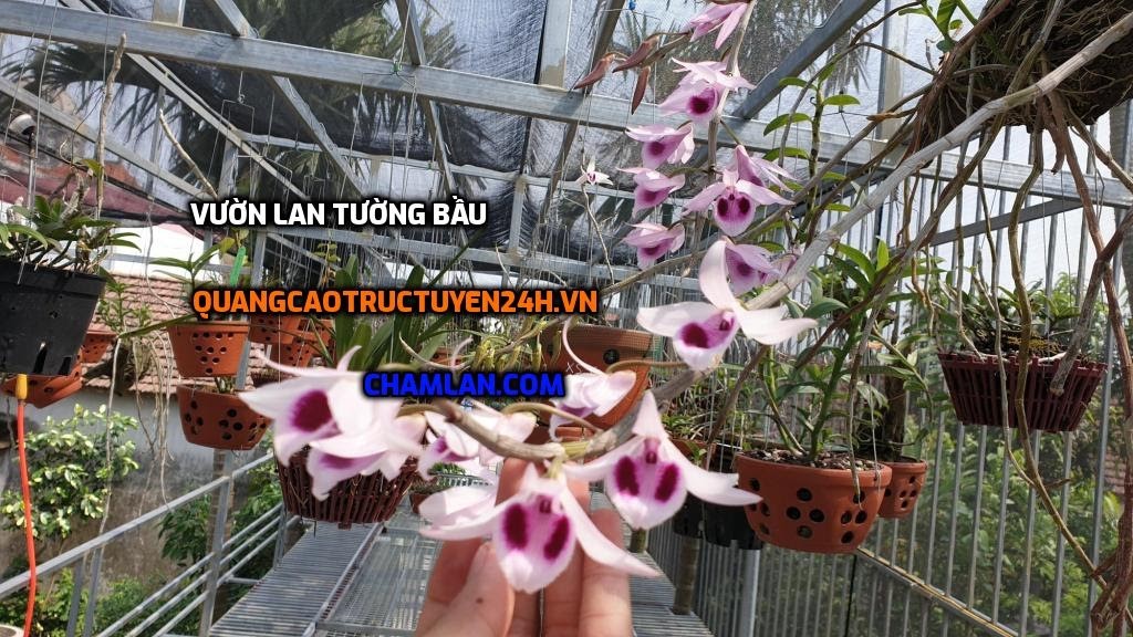 Top 10 vườn lan đẹp tại Thanh Oai