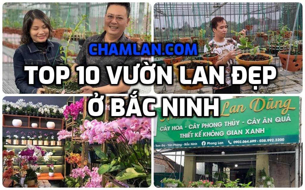 Top 10 vườn lan đẹp ở Bắc Ninh - Chăm lan