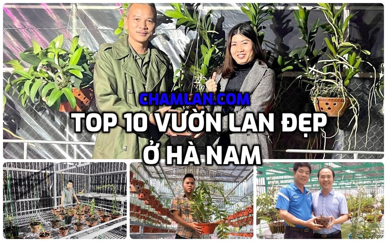 Top 10 vườn lan đẹp ở Hà Nam