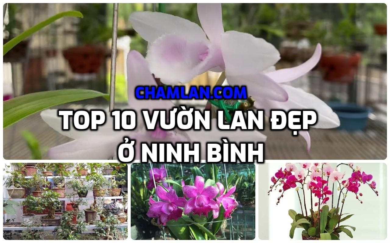 Vườn lan đẹp Ninh Bình