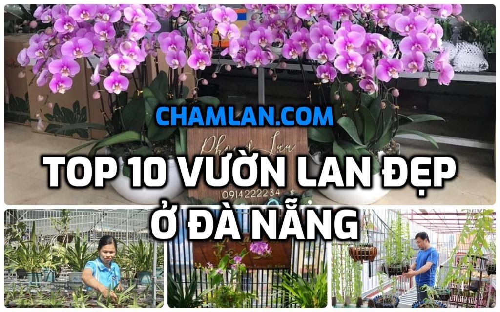 Vườn lan đẹp ở Đà Nẵng