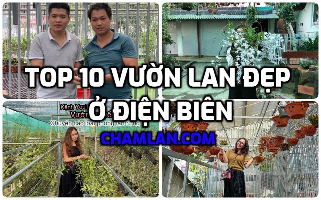 Top 10 vườn lan đẹp ở Điện Biên
