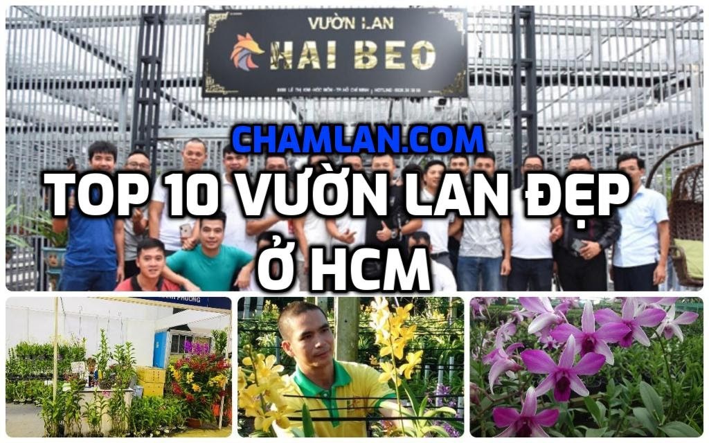 Top 10 vườn lan đẹp ở HCM
