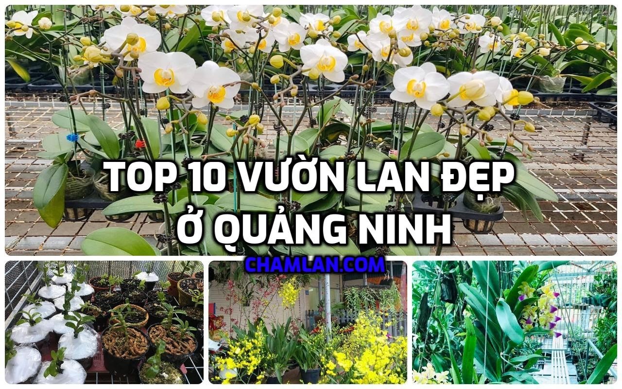 Top 10 vườn lan đẹp ở Quảng Ninh - Những vườn lan đẹp nhất Quảng Ninh - Hoa lan đẹp Hạ Long, Quảng Ninh - Hoa lan đẹp miền Bắc