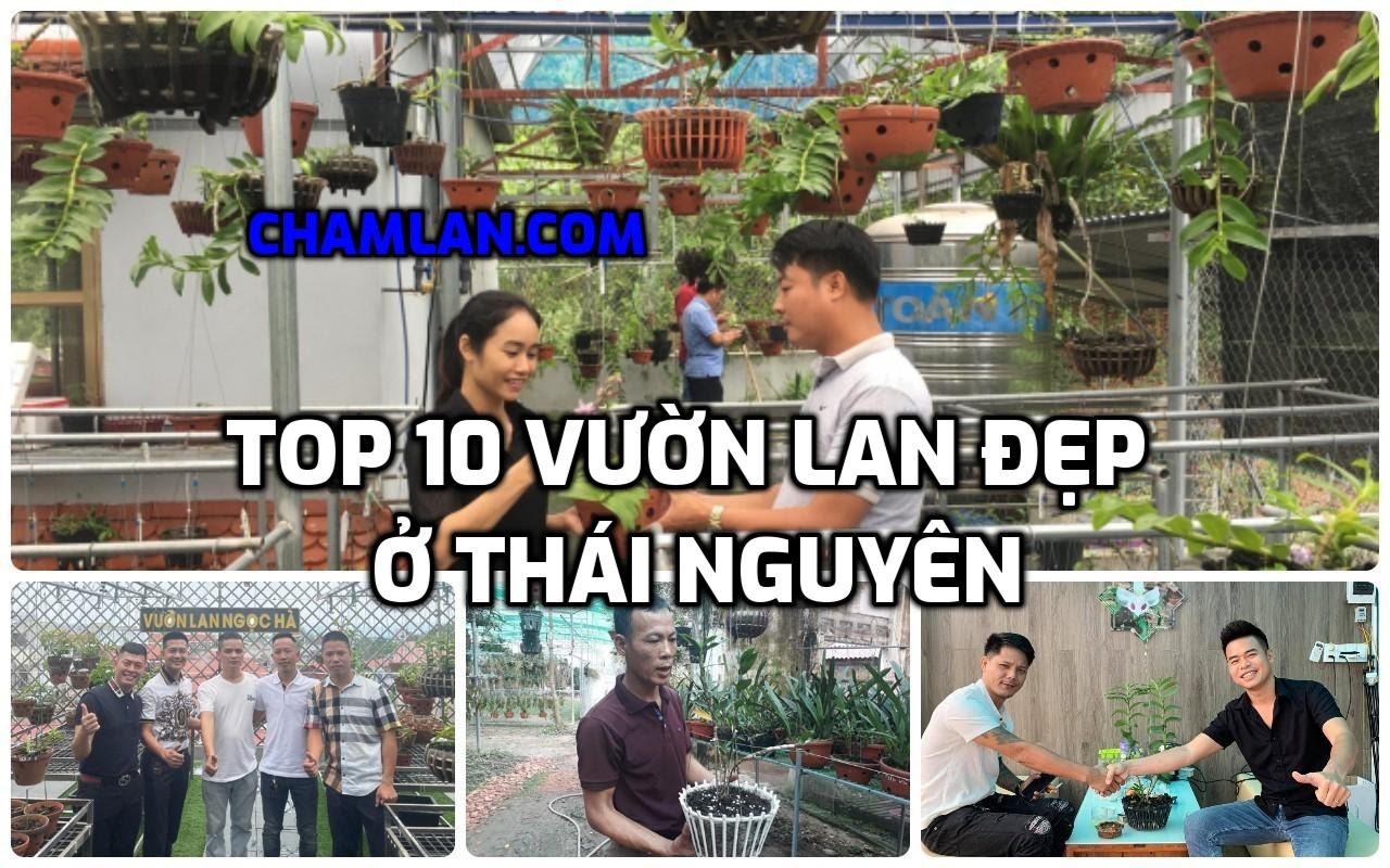 Top 10 vườn lan đẹp ở Thái Nguyên