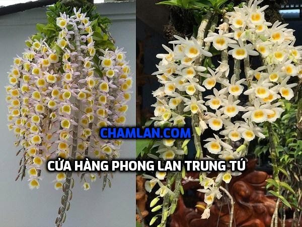 Top 10 vườn lan đẹp ở Bắc Ninh