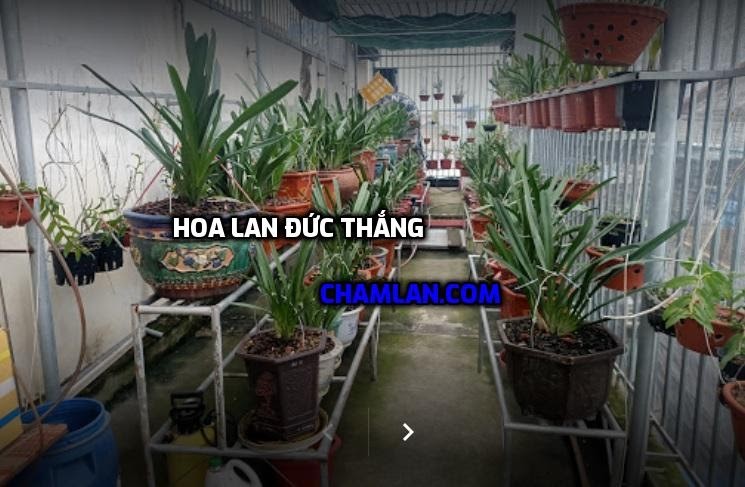 Top 10 vườn lan đẹp ở Nam Định